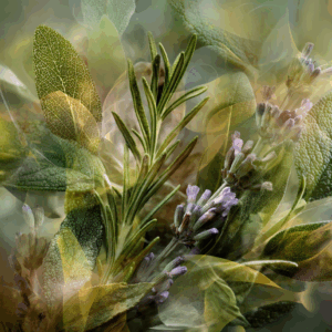 Dr. Vranjes Firenze - премиальные ароматы для дома